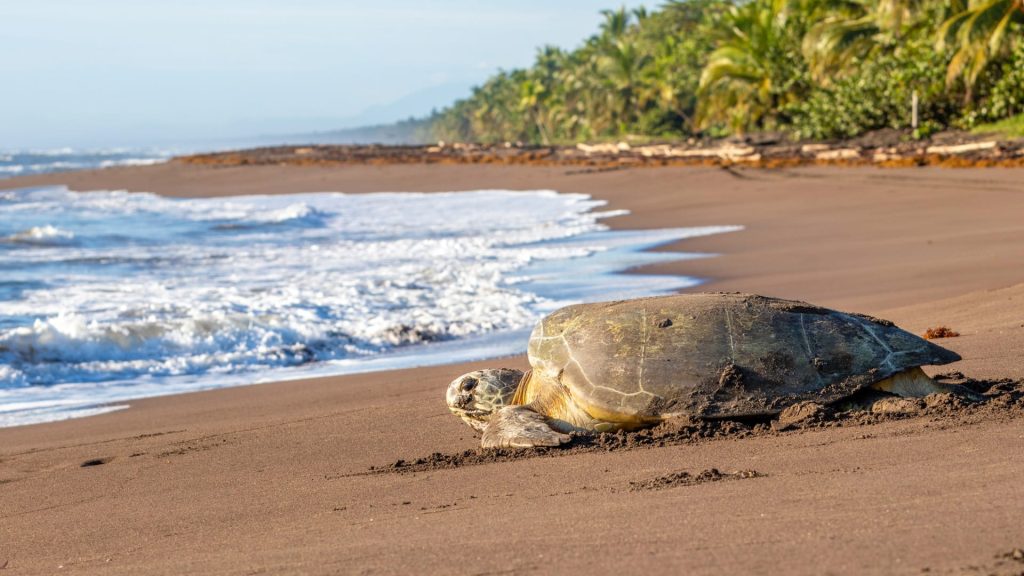 Tortuguero